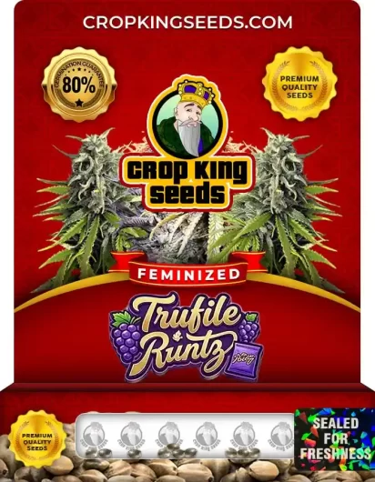 Trufile Runtz Feminized