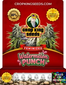 Watermelon Punch Feminized