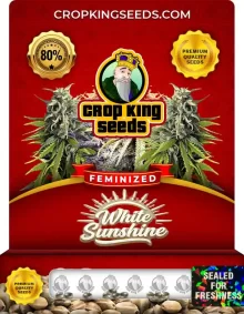 White Sunshine Feminized