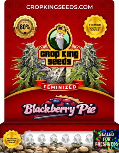 Blackberry Pie Strain