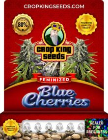 Blue Cherries Strain