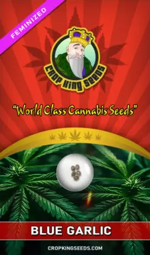 Blue Garlic Strain Feminized