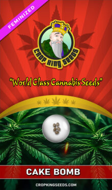 Cake Bomb Strain Feminized
