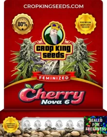 Cherry Nova 6 Strain