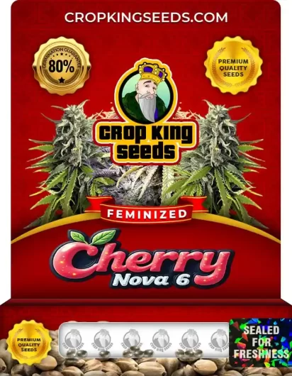 Cherry Nova 6 Strain