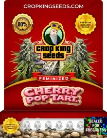 Cherry Pop Tart Strain