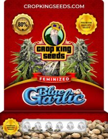 Blue Garlic Strain Feminized