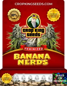 Banana Nerds Strain