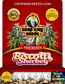 Biscotti Sherbet Strain