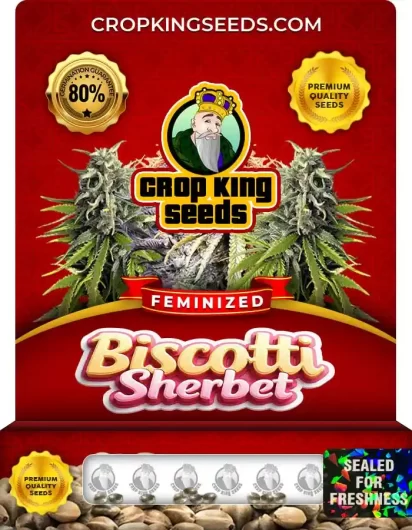 Biscotti Sherbet Strain