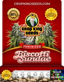 Biscotti Sundae Strain