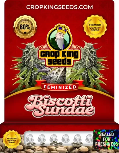 Biscotti Sundae Strain