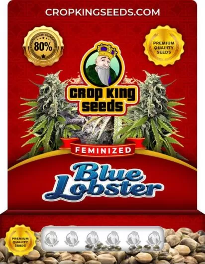 Blue Lobster Strain