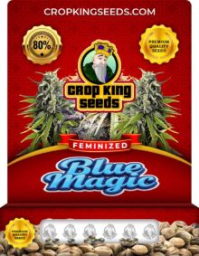 Blue Magic Strain