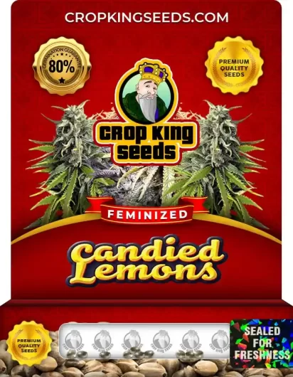 Candied Lemons Strain