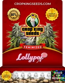 Lollypop Strain