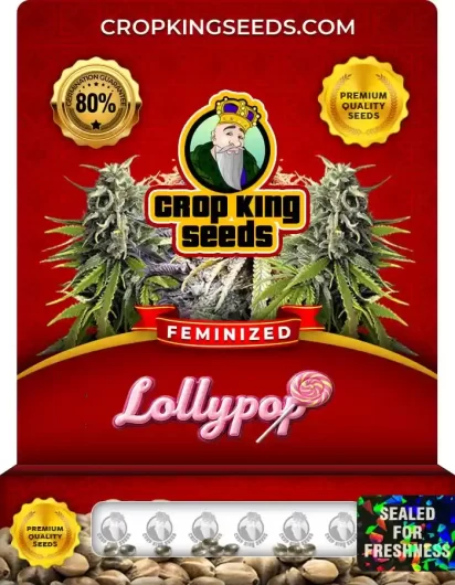 Lollypop Strain