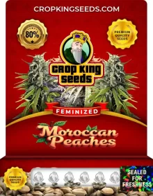 Moroccan Peaches Strain