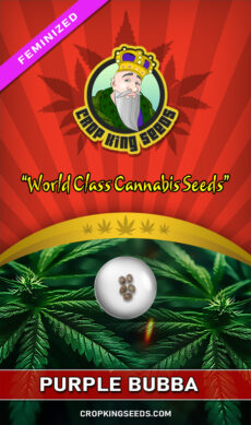 Purple Bubba Strain Feminized