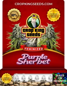 Purple Sherbet Strain