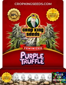 Purple Truffle Strain