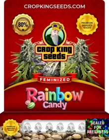 Rainbow Candy Strain