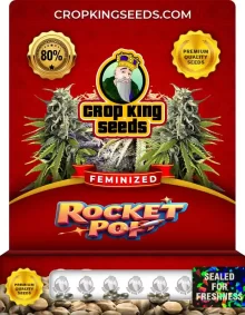 Rocket Pop Strain