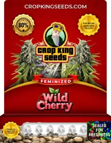 Wild Cherry Strain