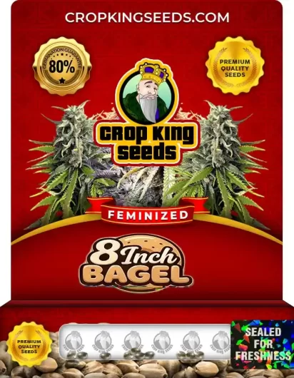 8 Inch Bagel Feminized
