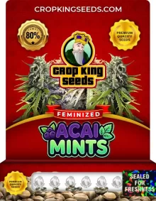 Acai Mints Strain Feminized Marijuana Seeds
