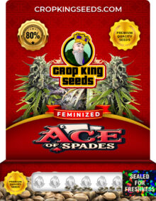 Ace of Spades Strain