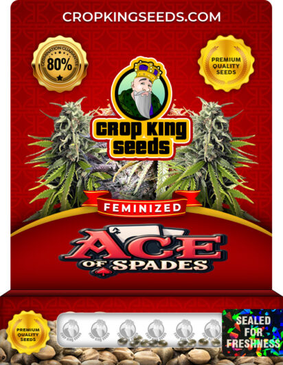Ace of Spades Strain