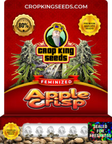 Apple Crisp Strain Feminized