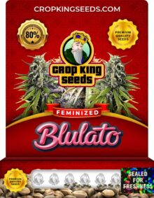 Blulato Strain