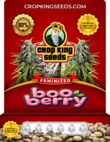 Boo Berry Strain