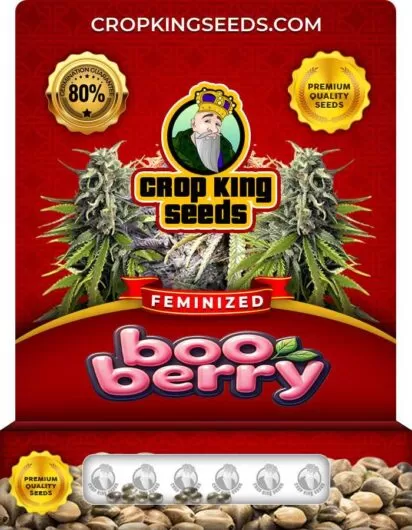 Boo Berry Strain