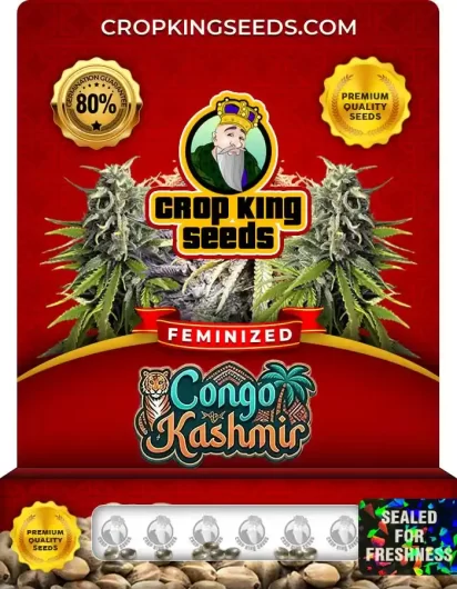 Congo Kashmir Feminized