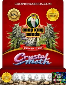 Crystal Meth Feminized