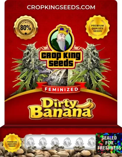 Dirty Banana Feminized