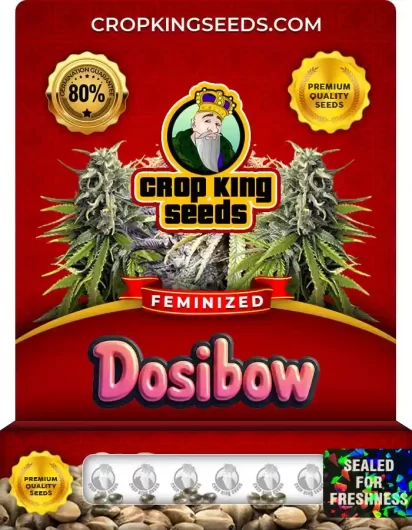 Dosibow Feminized