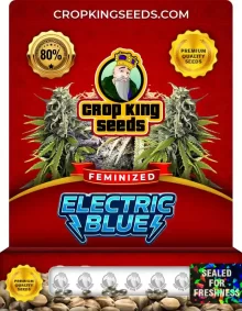 Electric Blue Feminized