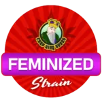 Feminized Cannabis Seeds