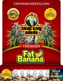 Fat Banana Feminized