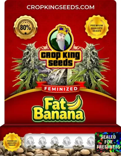 Fat Banana Feminized