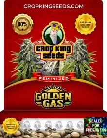 Golden Gas Feminized