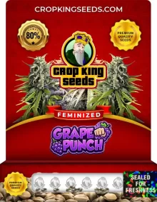 Grape Punch Feminized