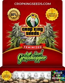 Grasshopper Feminized