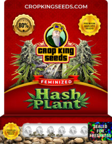 Hash Plant Strain