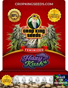 Hazy Kush Feminized