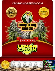 Lemon Crush Feminized